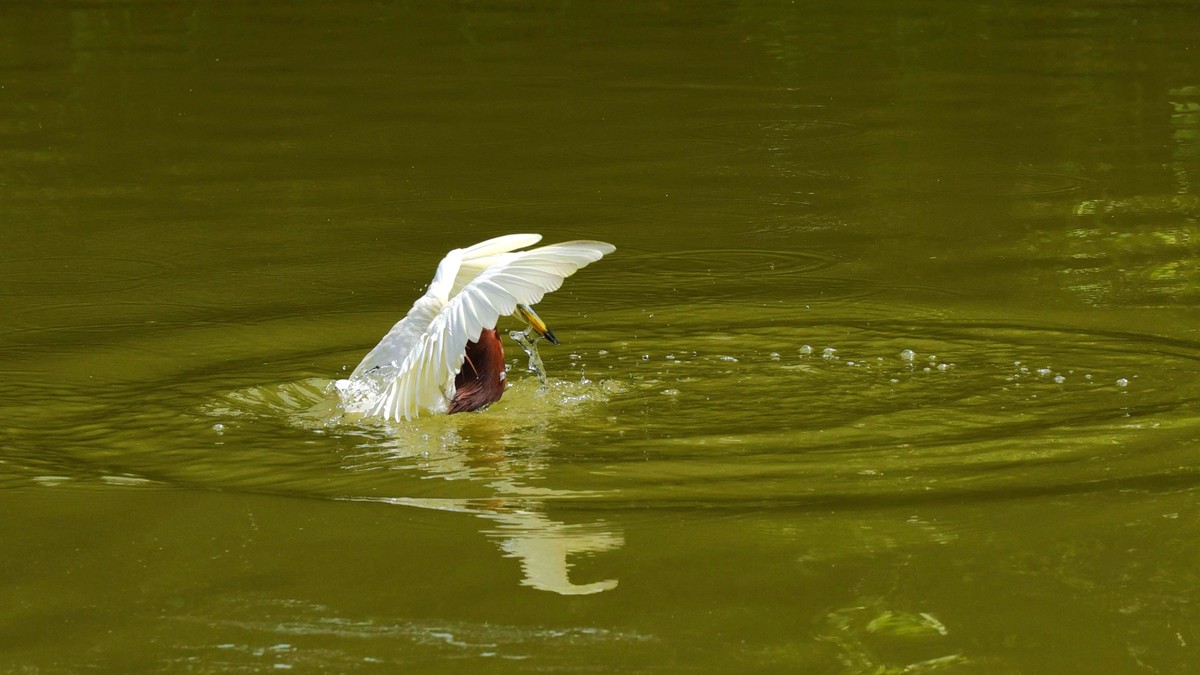【赏鹭（7）】池鹭到嘴边的鱼儿溜了