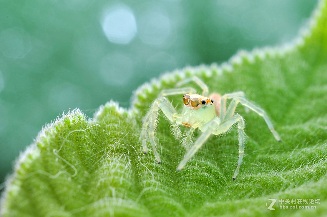 千虫百态87白斑艾普蛛2