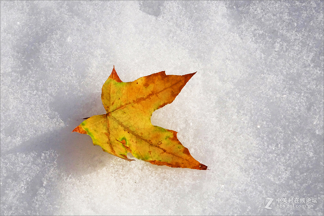 【  雪 中 枯 叶  】