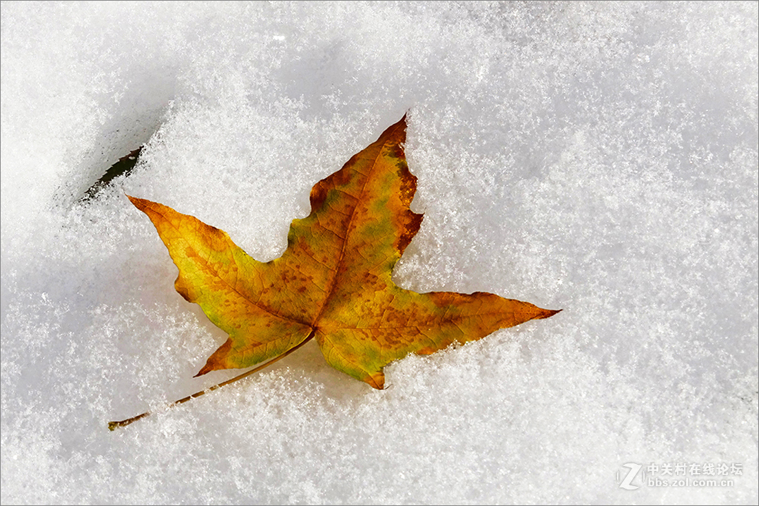 【  雪 中 枯 叶  】