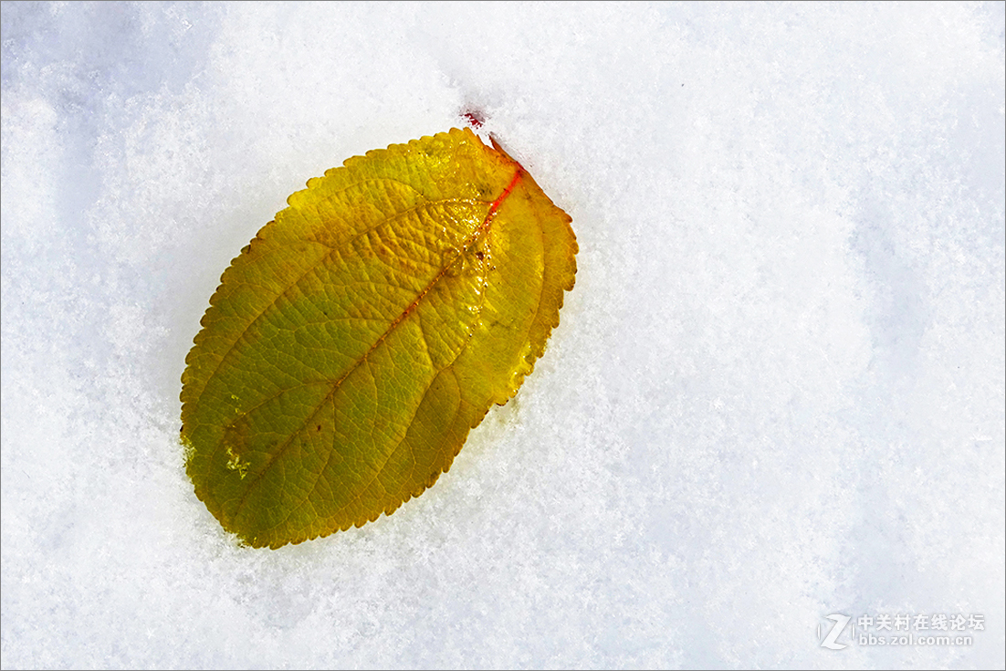 【  雪 中 枯 叶  】