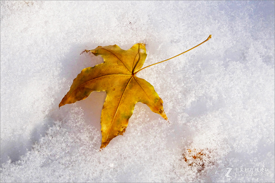 【  雪 中 枯 叶  】