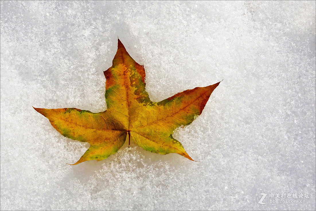 【  雪 中 枯 叶  】