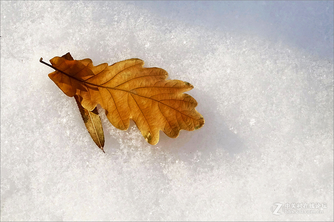 【  雪 中 枯 叶  】