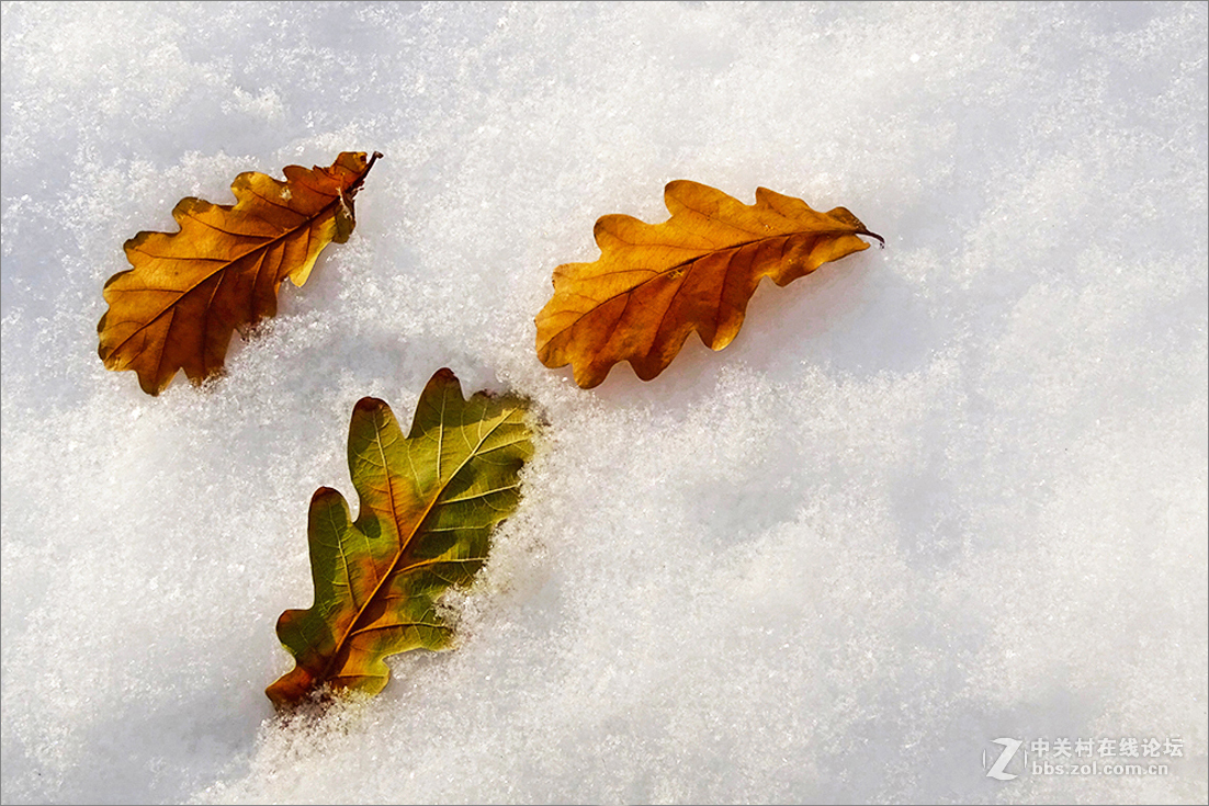 【  雪 中 枯 叶  】