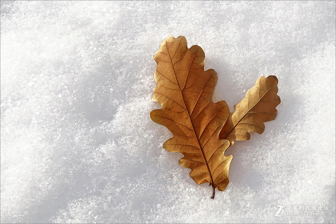 【  雪 中 枯 叶  】