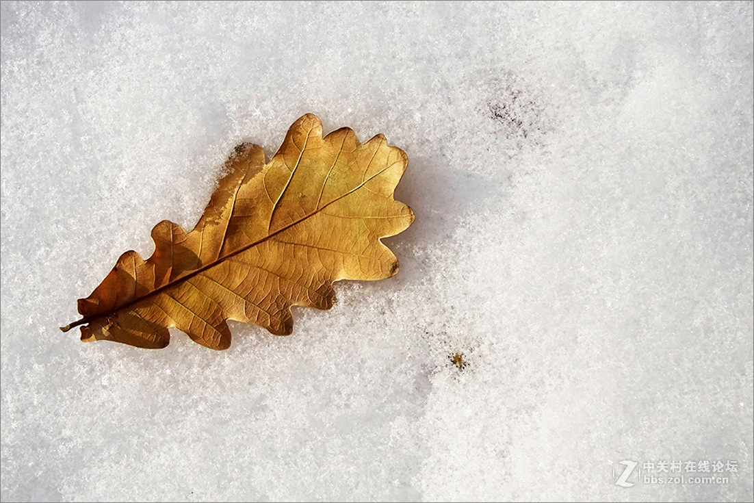 【  雪 中 枯 叶  】