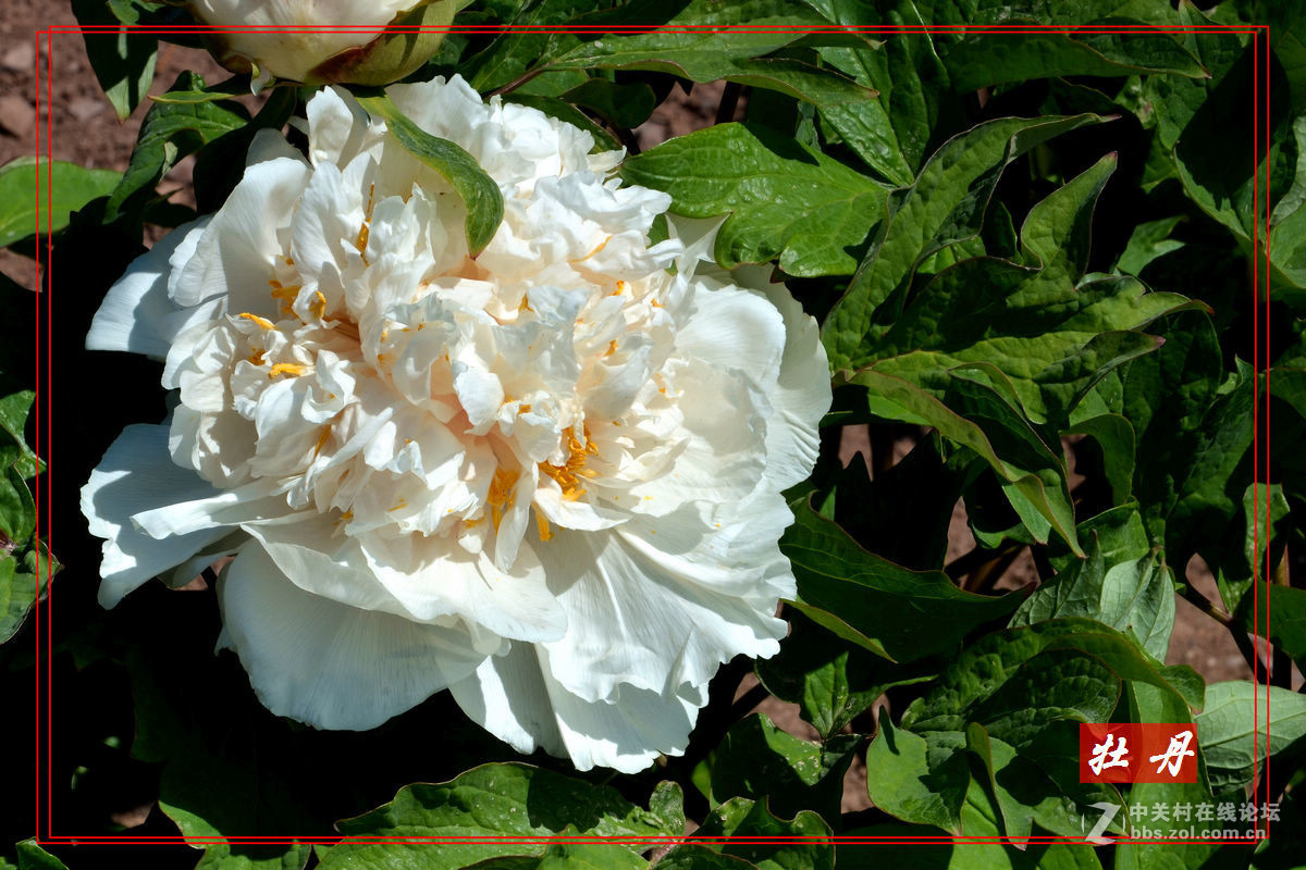 “妫州牡丹园”里拍牡丹