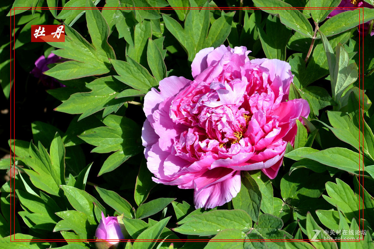 “妫州牡丹园”里拍牡丹