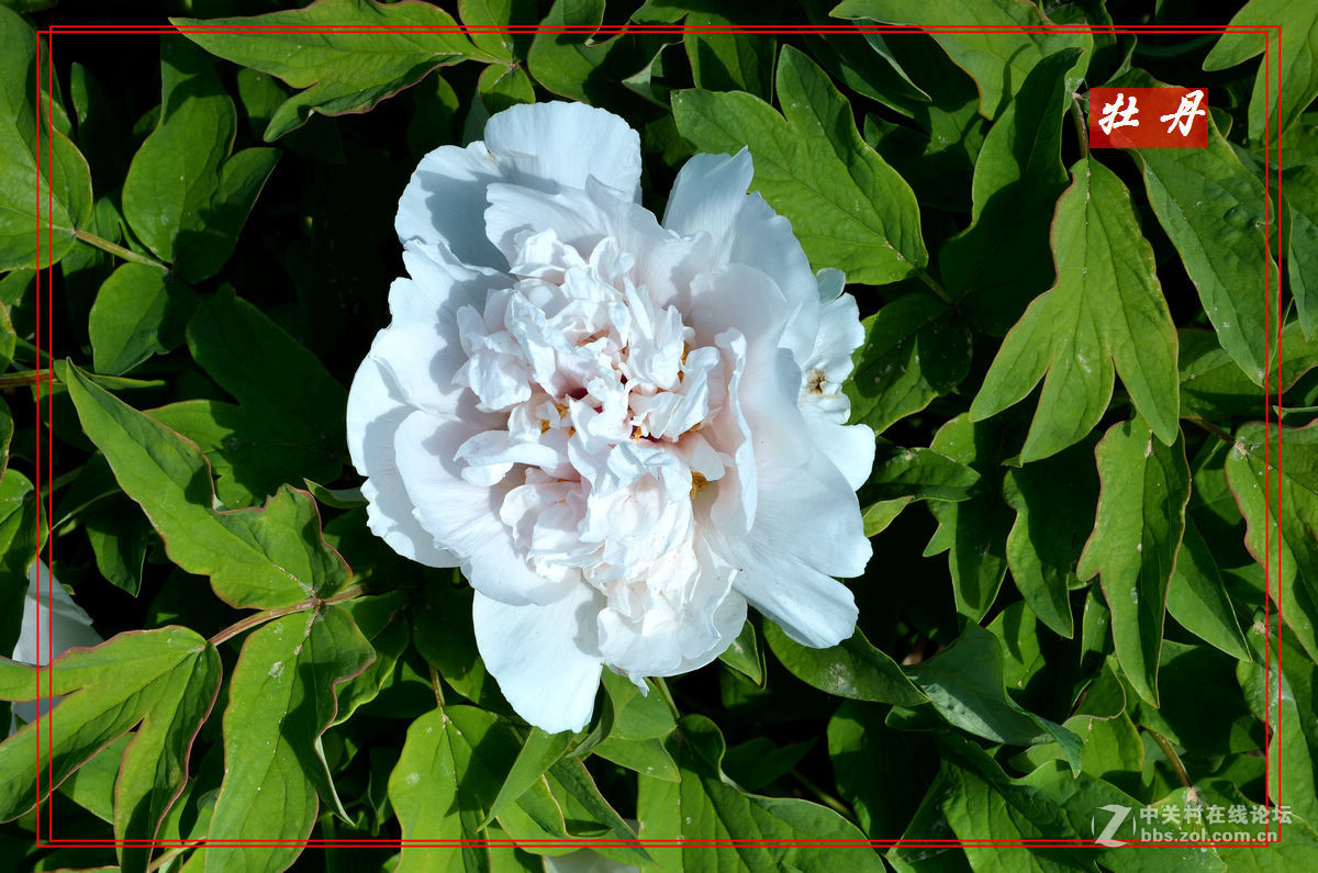 “妫州牡丹园”里拍牡丹