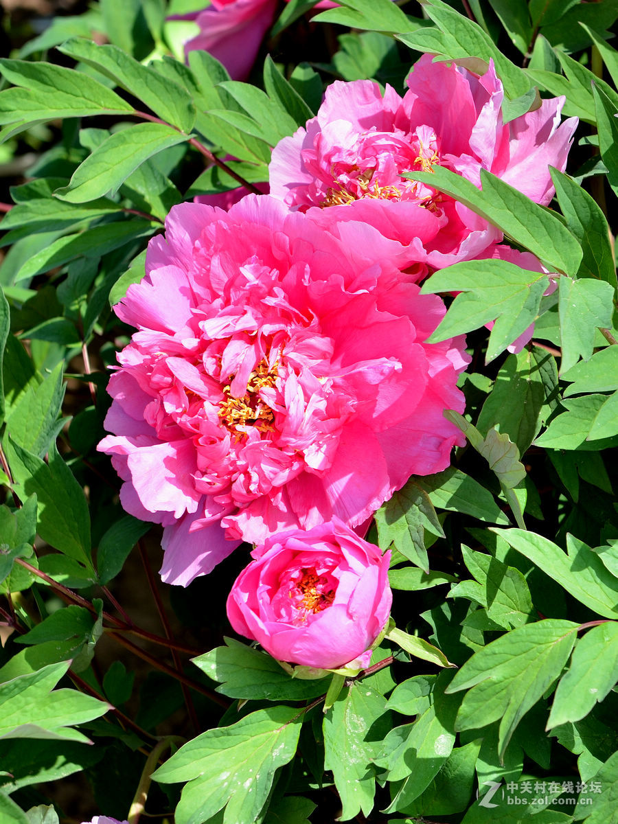 “妫州牡丹园”里拍牡丹