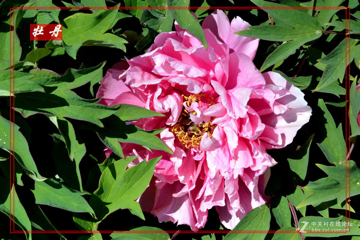 “妫州牡丹园”里拍牡丹