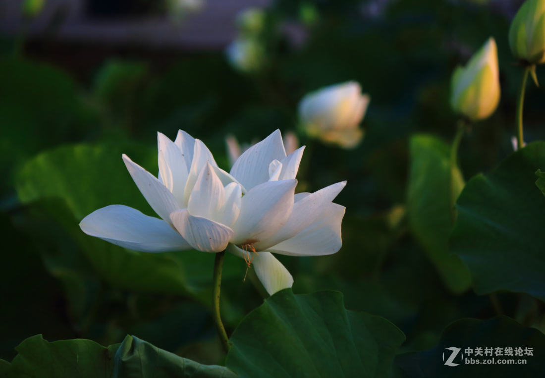 君子风度-中关村在线摄影论坛