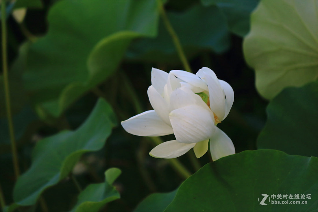 君子风度-中关村在线摄影论坛