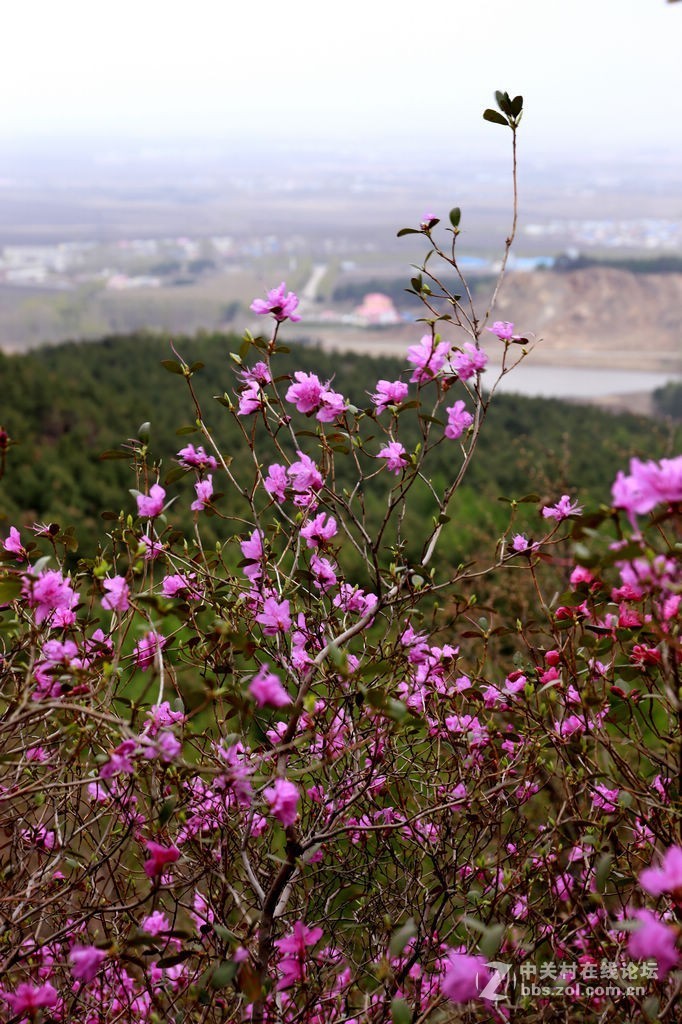 驿马山上杜鹃红