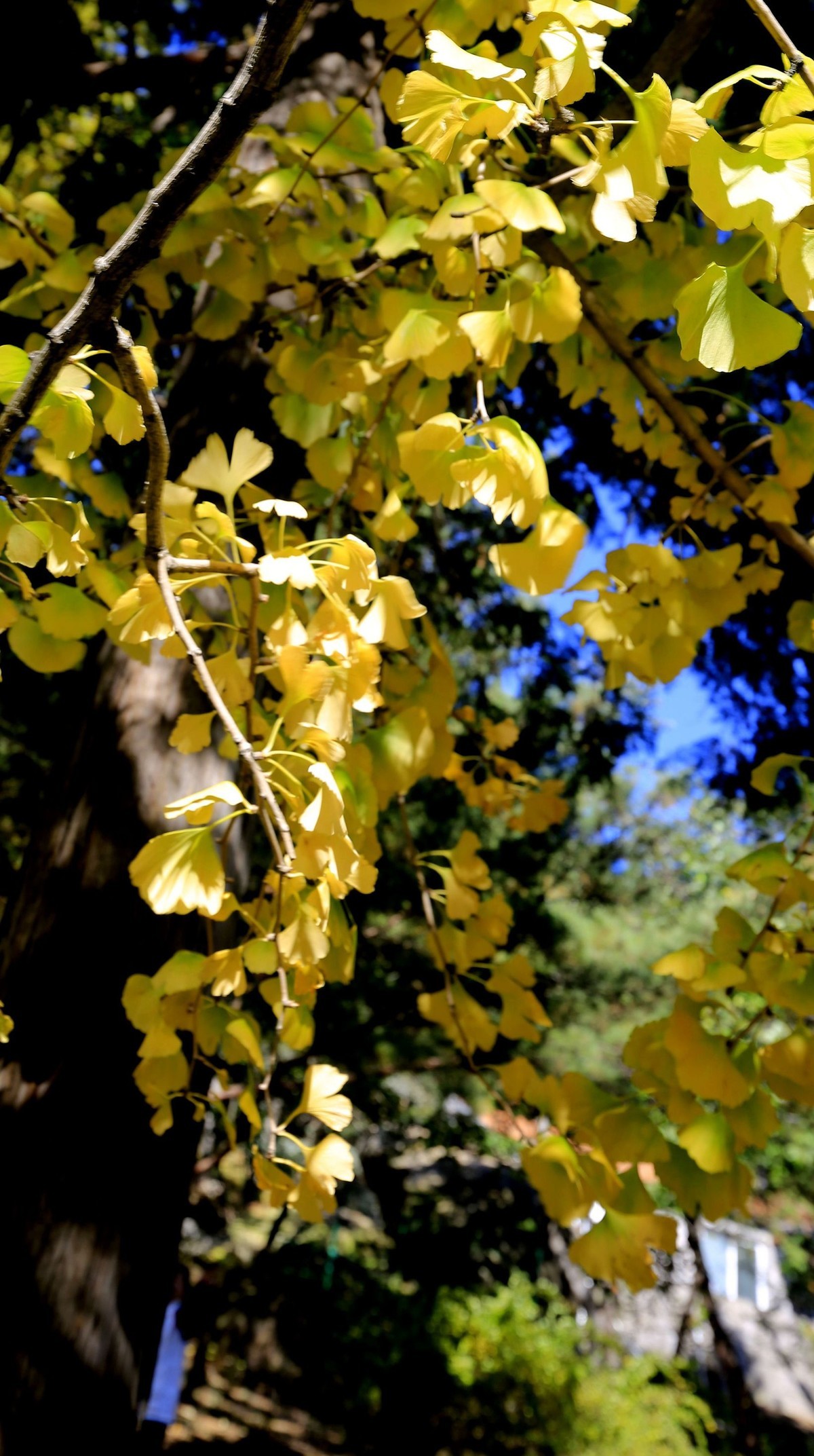 【   深秋崂山蔚竹庵   银杏古树逾千年   】
