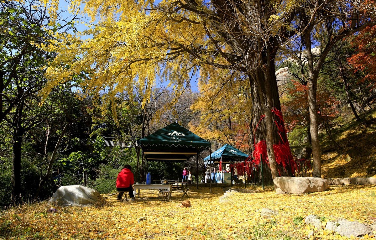 【   深秋崂山蔚竹庵   银杏古树逾千年   】