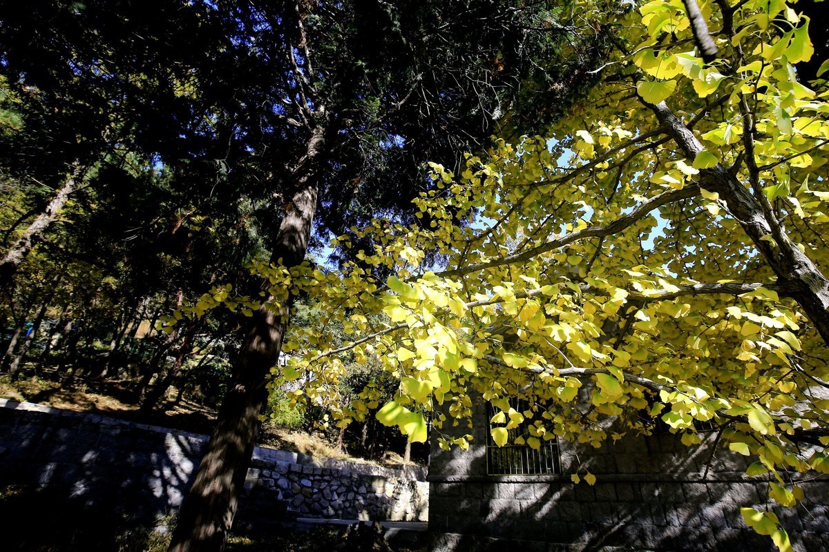 【   深秋崂山蔚竹庵   银杏古树逾千年   】