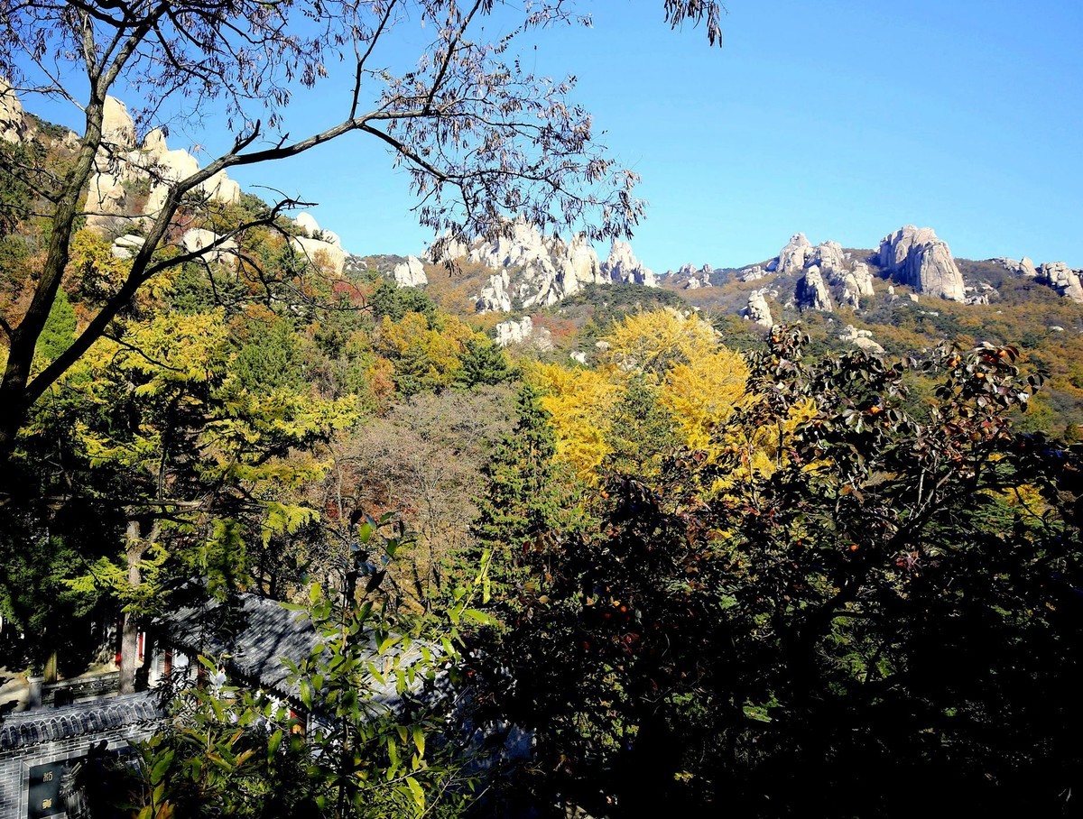 【   深秋崂山蔚竹庵   银杏古树逾千年   】