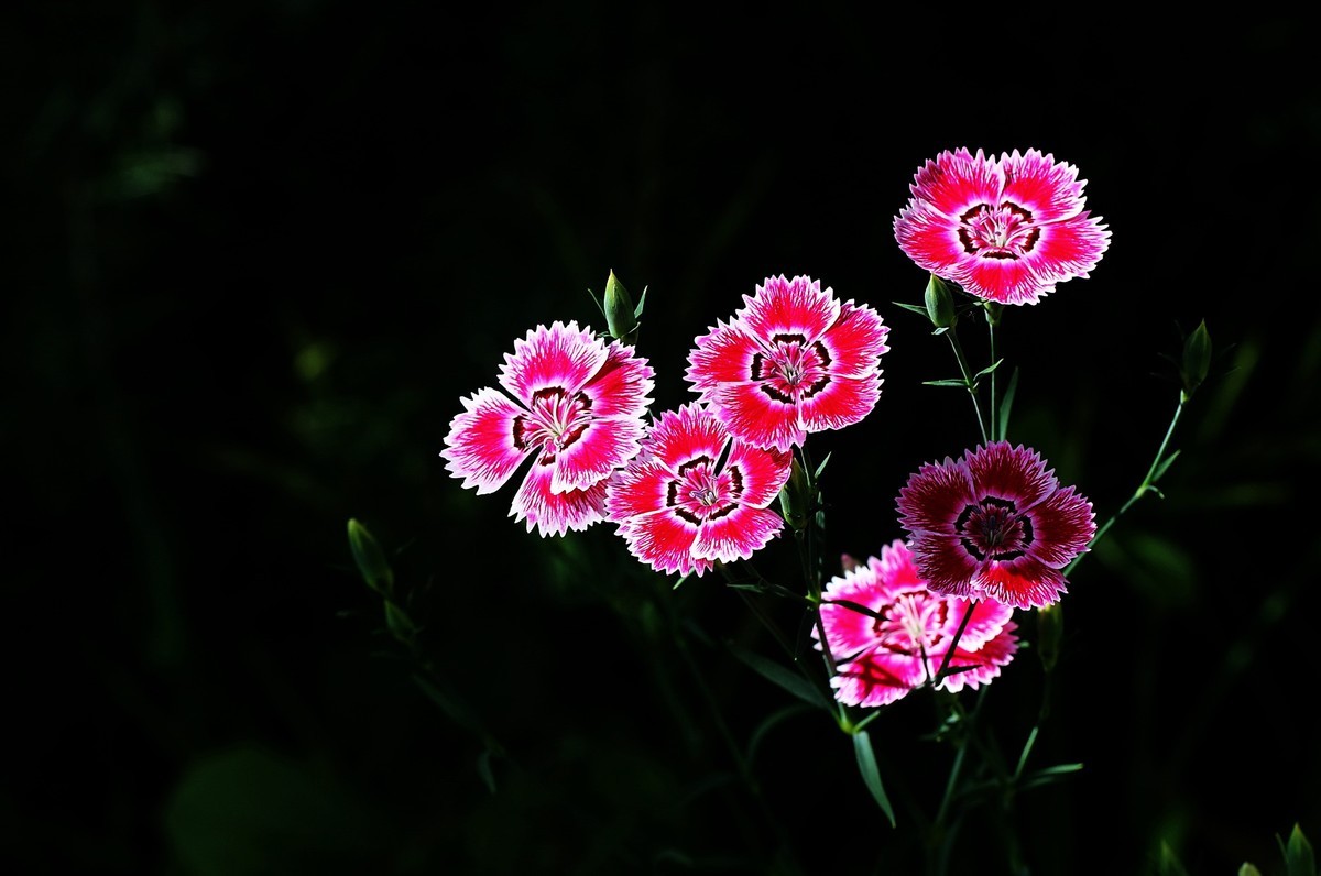 石竹花-中关村在线摄影论坛