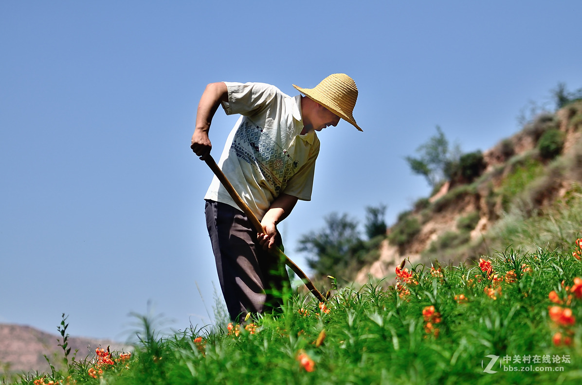 兰州百合花开时辛勤劳动与尽情玩笑