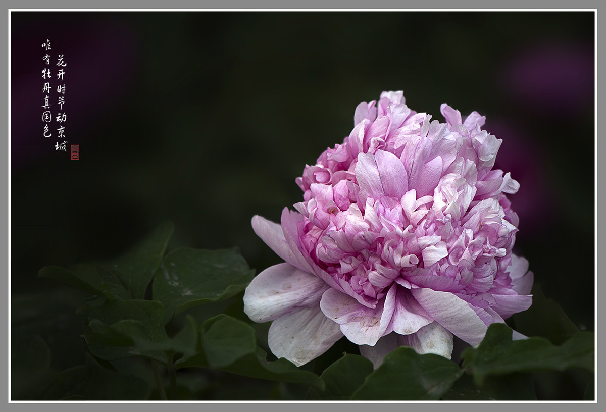 #ZOL月赛-4月物语#--国色