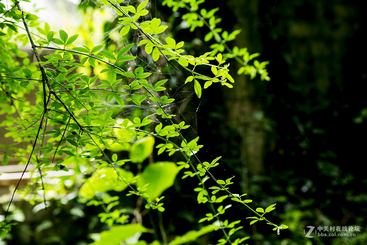 几片绿叶。。。。。