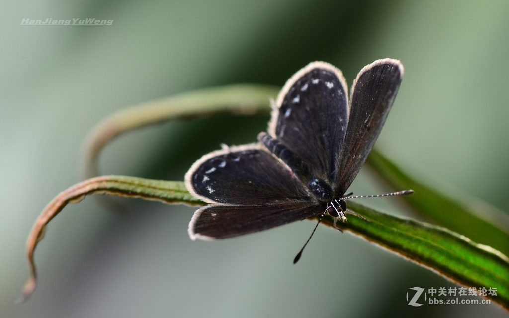 冬日虫趣点玄灰蝶二