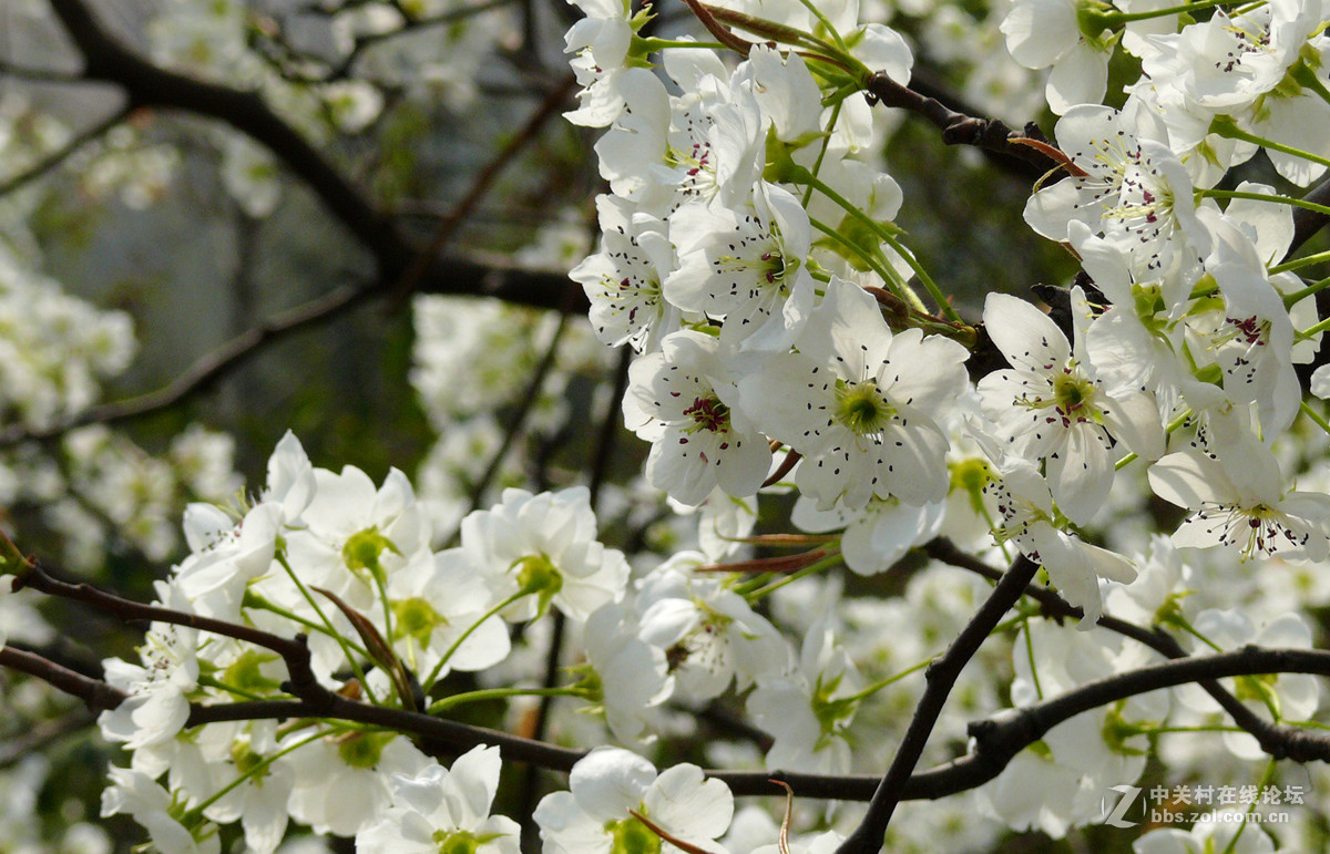 梨花盛开 7