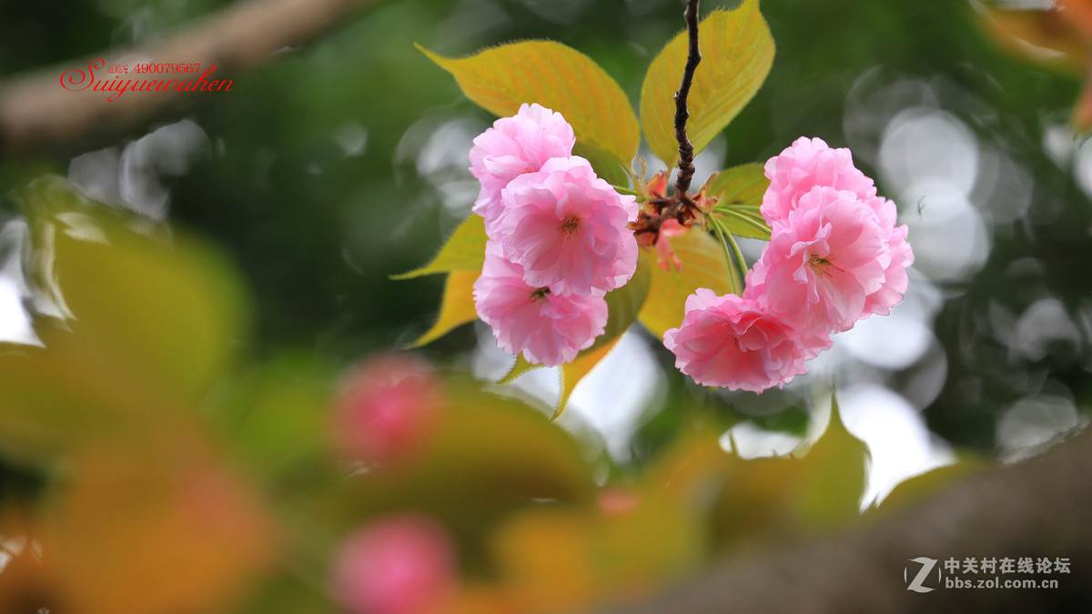 樱花盛开