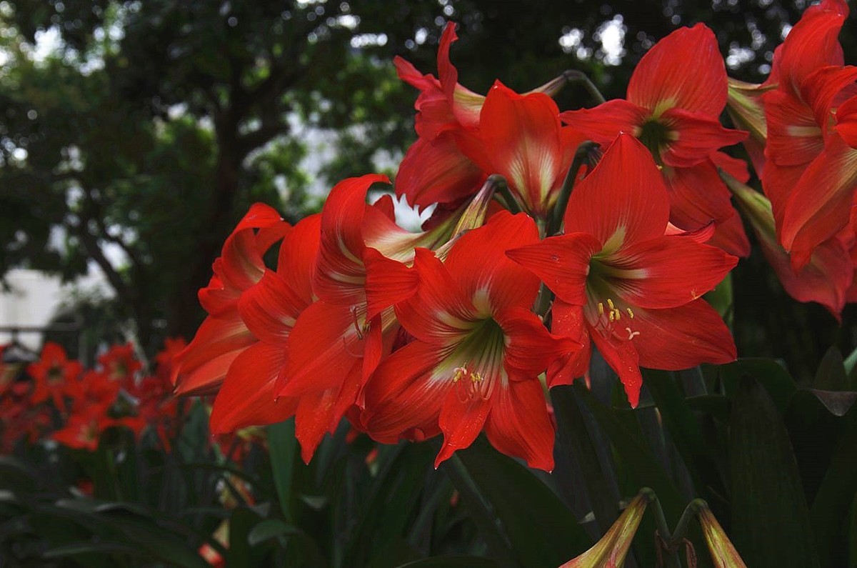 『中山故居公园』123...13P