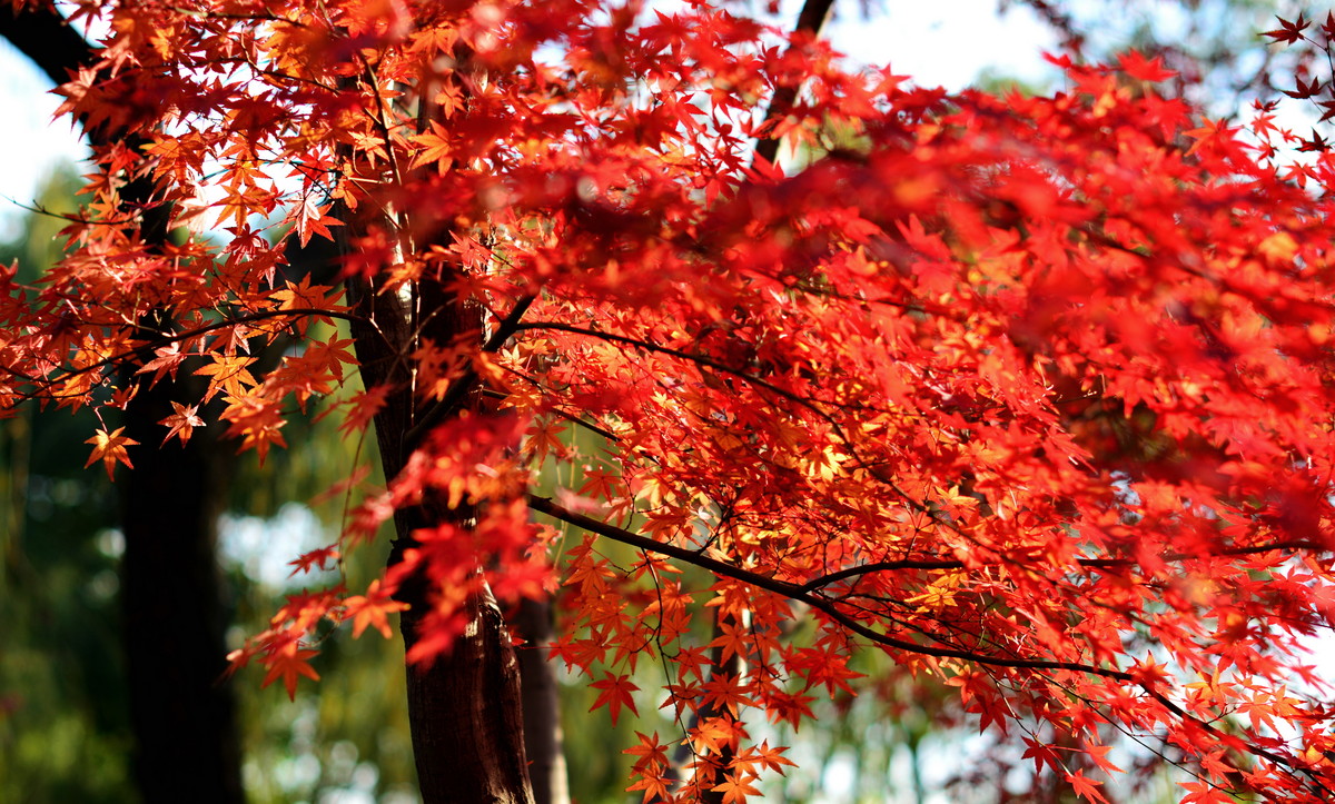 枫林. 晚-中关村在线摄影论坛