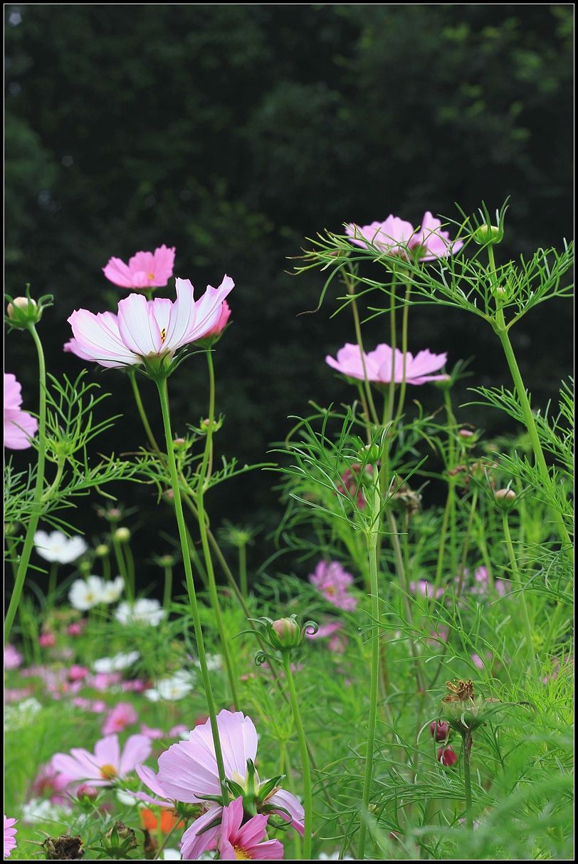 波斯菊格桑花