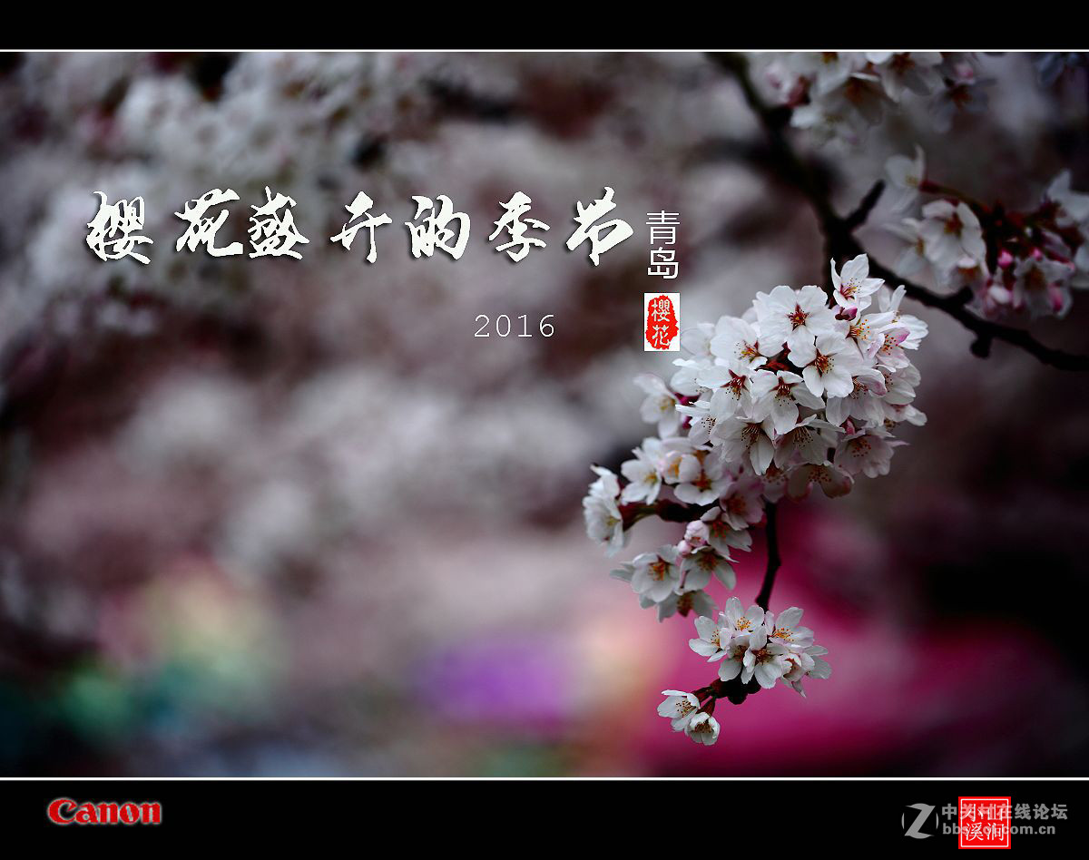 【樱花盛开的季节——青岛】