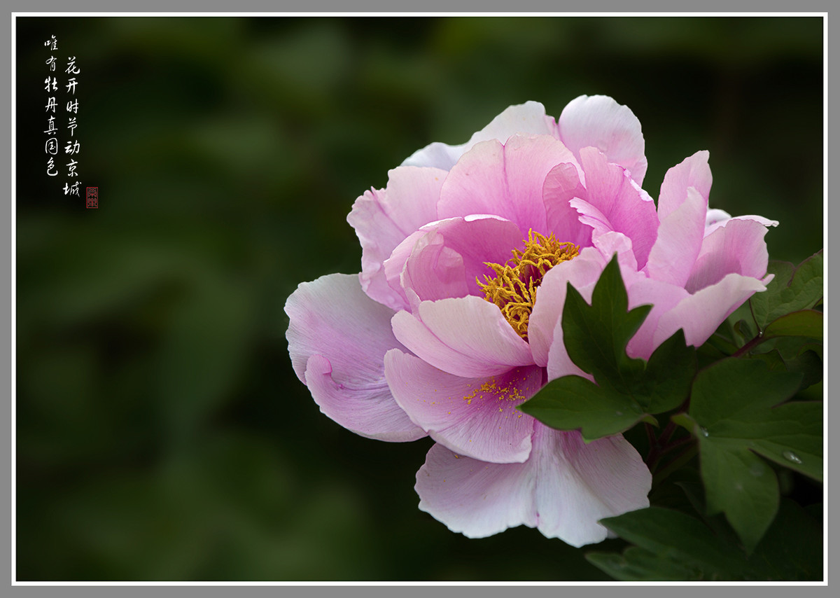 #ZOL月赛-4月物语#--国色