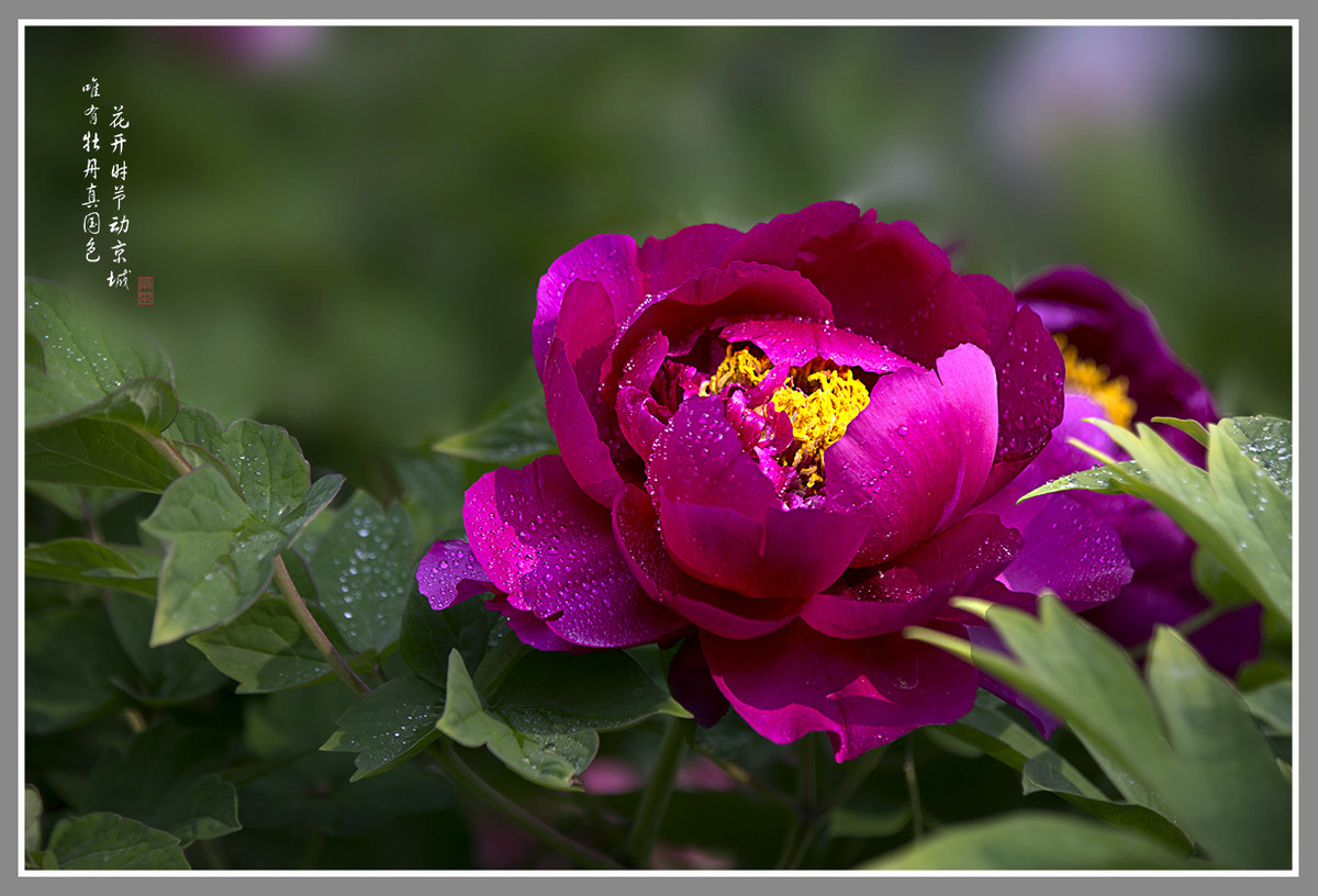 #ZOL月赛-4月物语#--国色