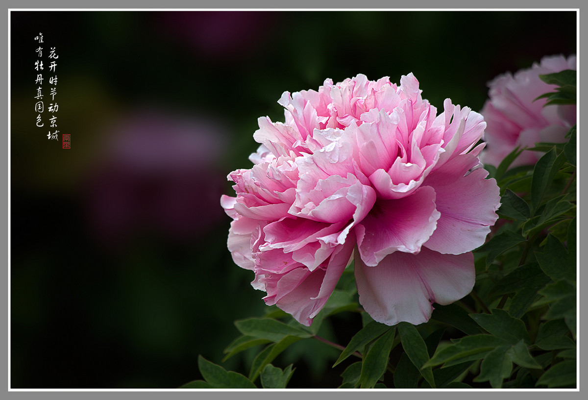 #ZOL月赛-4月物语#--国色