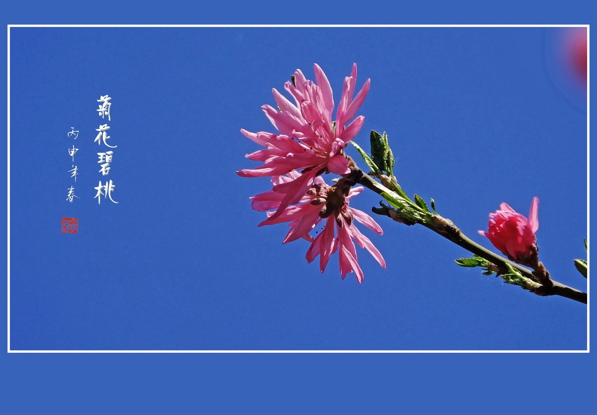 树上的菊花俏-菊花碧桃