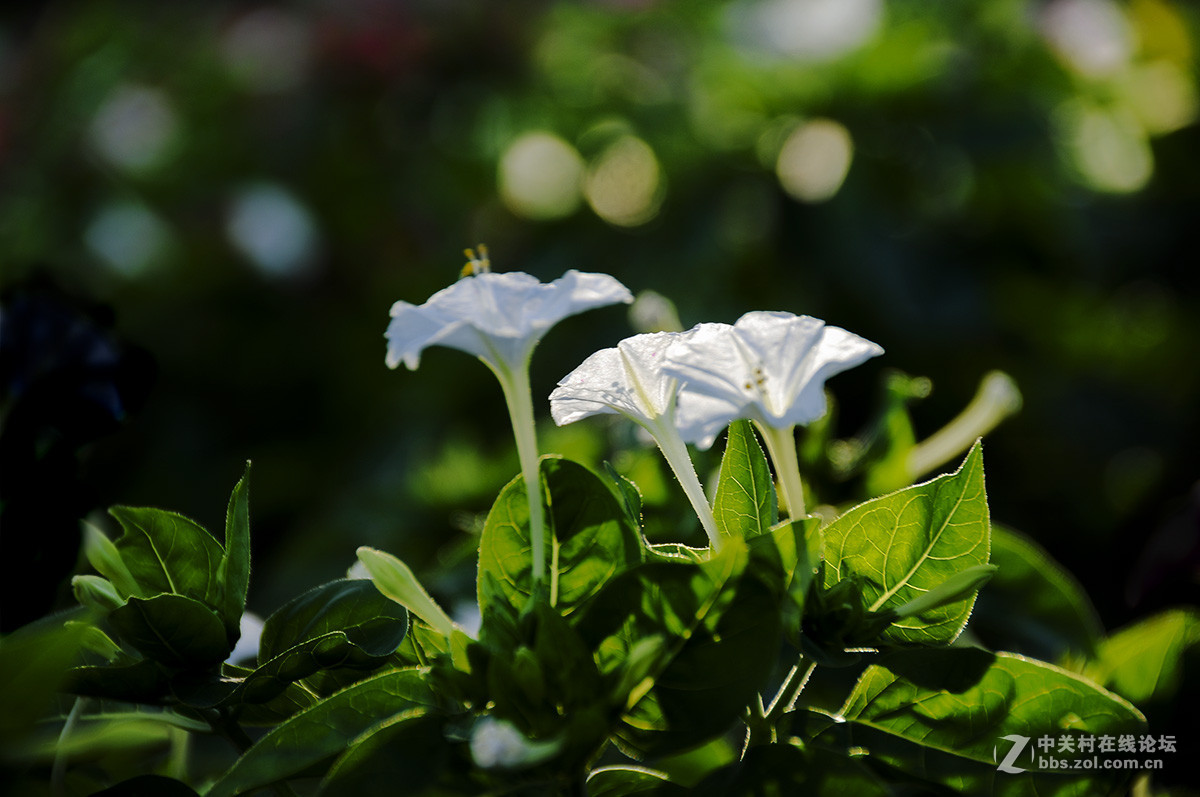 草茉莉