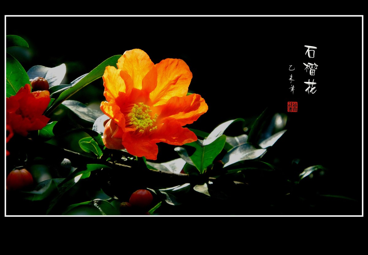 红红火火多子多福的石榴花