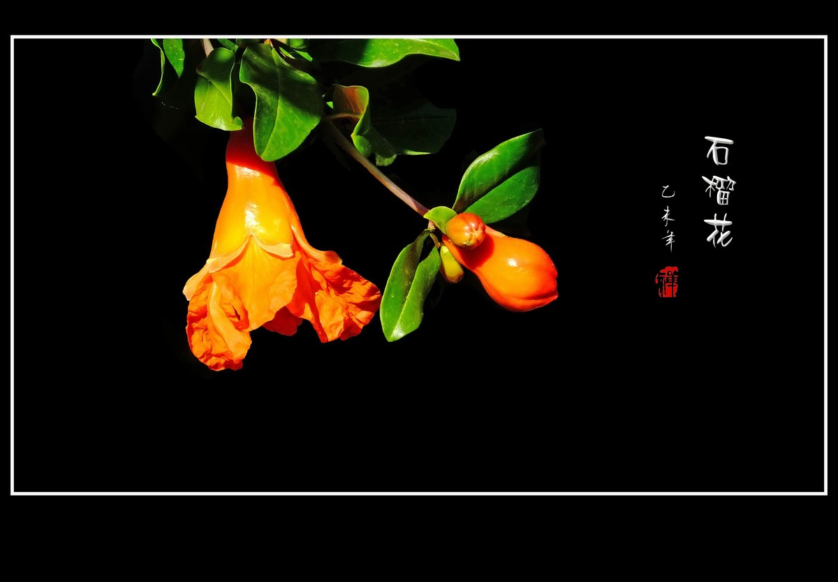 红红火火多子多福的石榴花