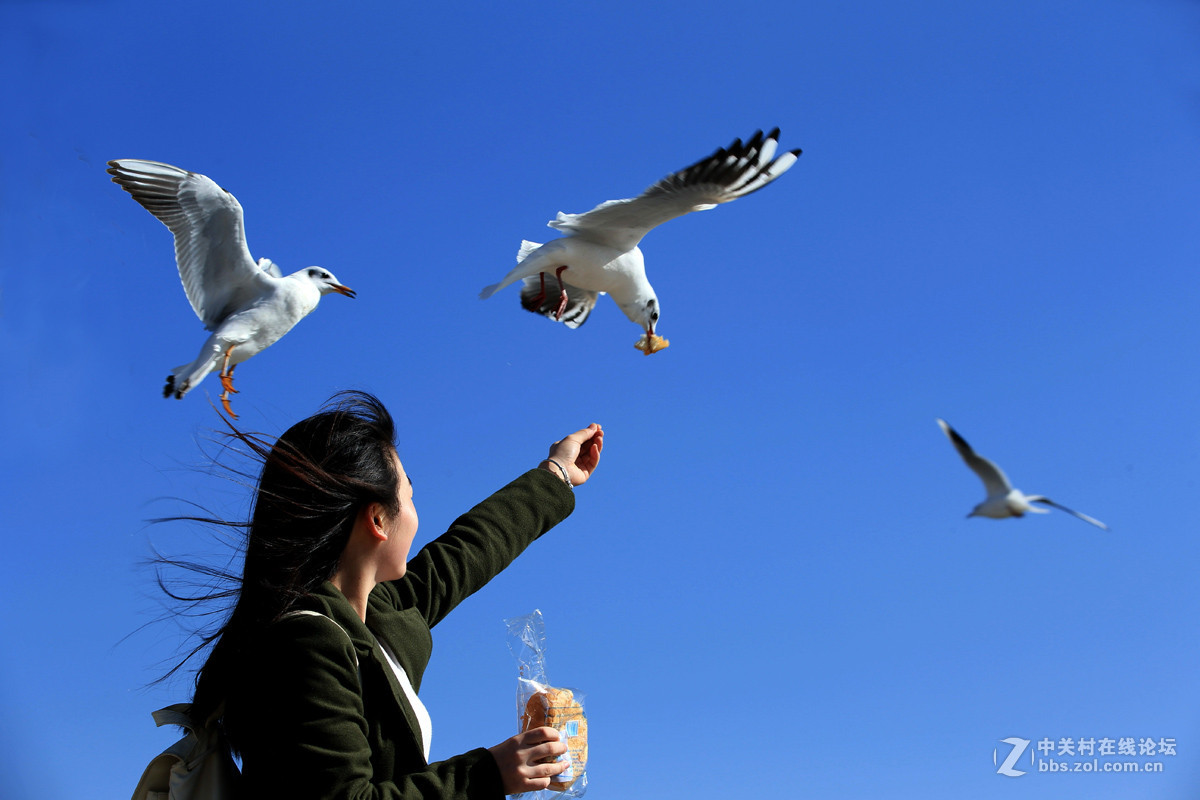 人与鸥自然和喈