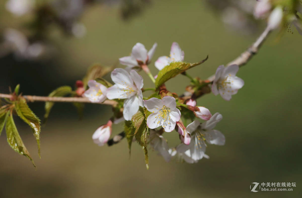 花团锦簇蜜蜂儿忙