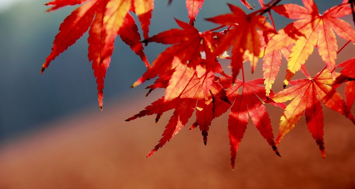 #佳能月赛-冬日精彩#_南方冬日里的暖色。