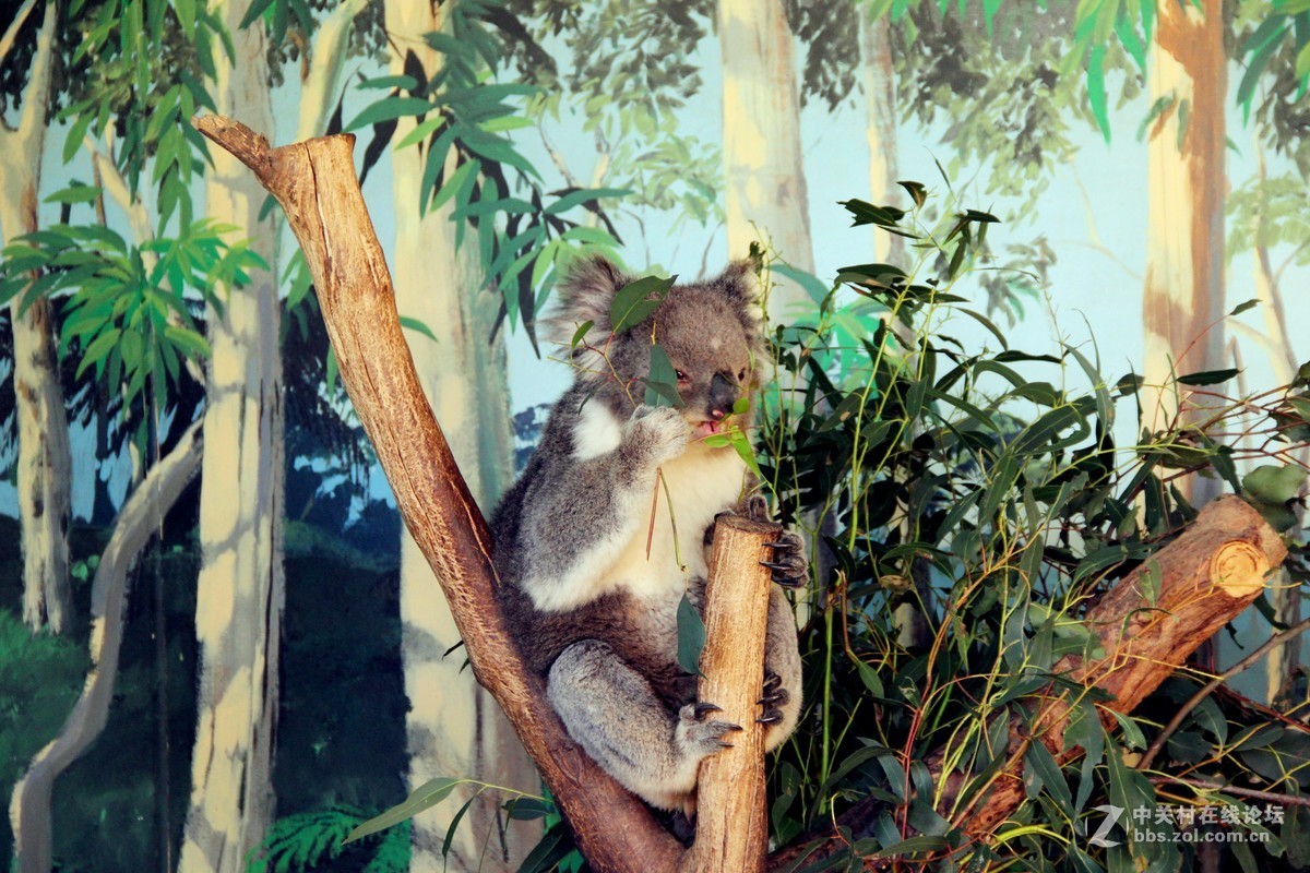 #佳能EOS M6-定格光影# +感受澳洲阳光海浪