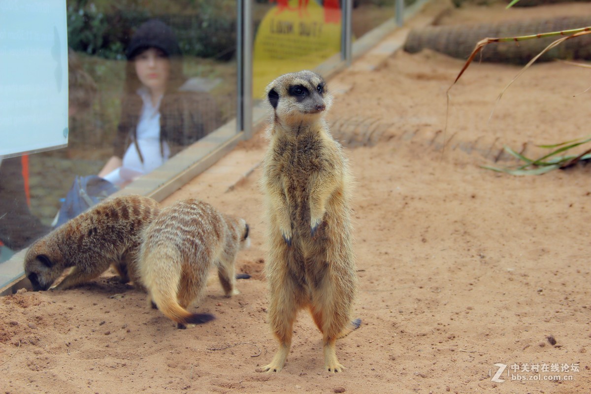 #佳能EOS M6-定格光影# +感受澳洲阳光海浪