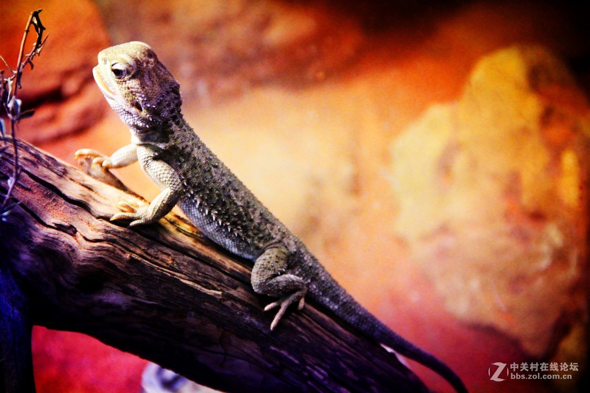 #佳能EOS M6-定格光影# +感受澳洲阳光海浪