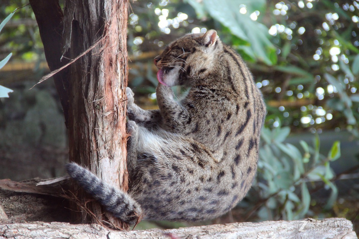 #佳能EOS M6-定格光影# +感受澳洲阳光海浪