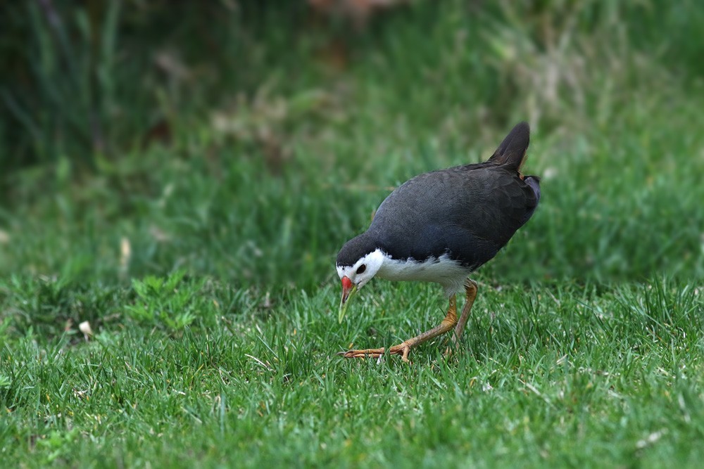 鸟类摄影白胸秧鸡