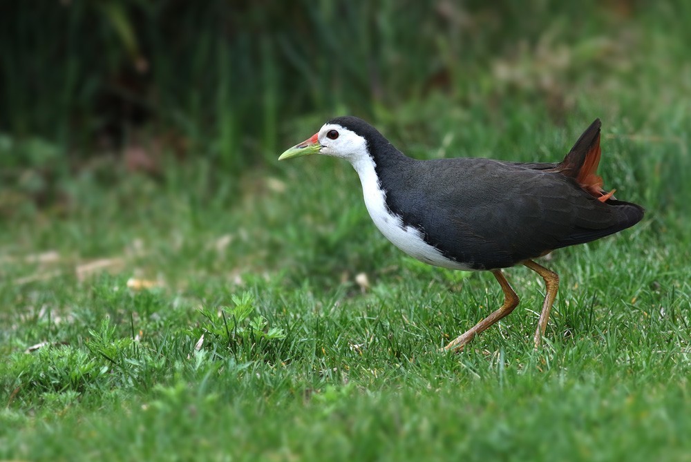 鸟类摄影白胸秧鸡
